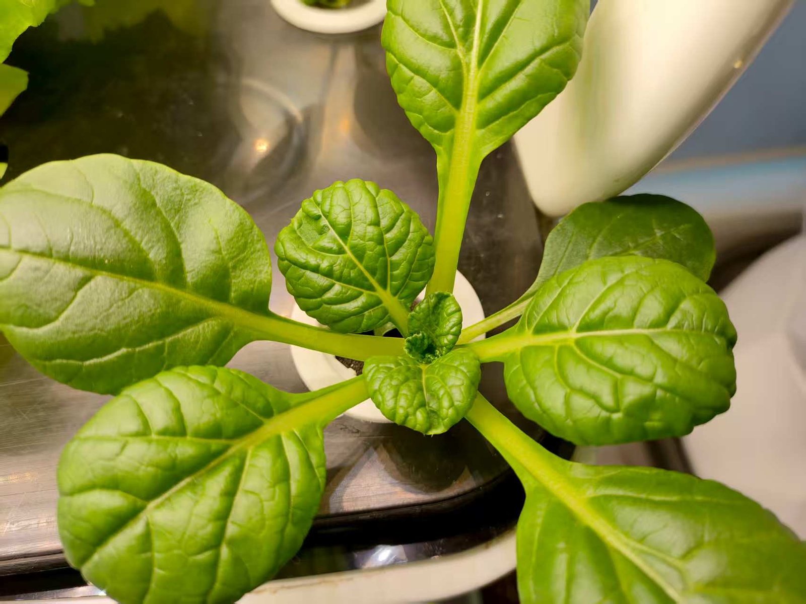 NFT Hydroponic System Hero