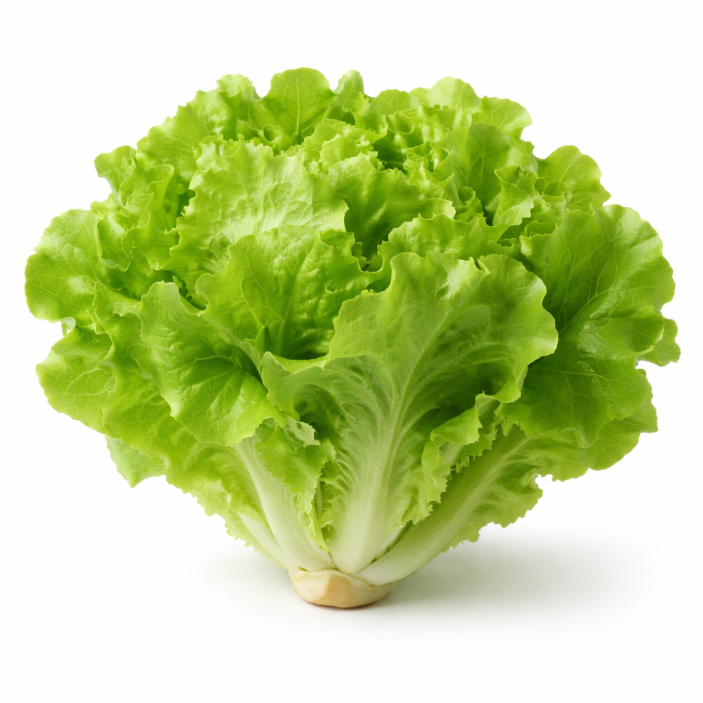 Lettuce Hydroponic