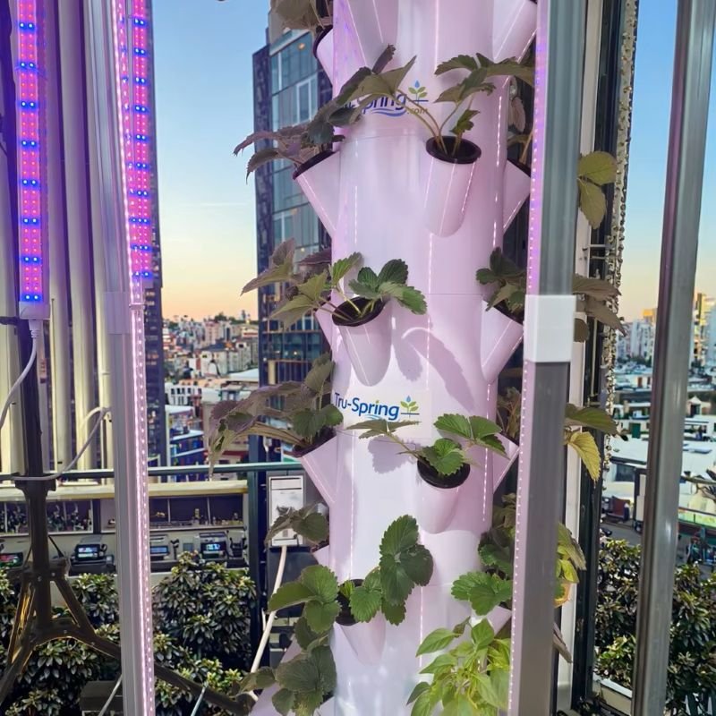 Hydroponic System Image
